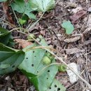 평창문익점펜션 이미지