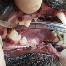 문수동물병원 이미지