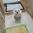 다온애견미용 이미지