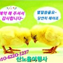 문광여행사