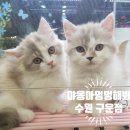 야옹아 멍멍해봐(수원 구운점) 이미지