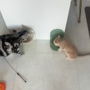 고양이분양 반하나캣 이미지