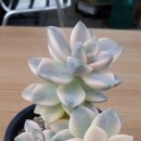 살구미농장 이미지