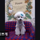 오늘도 이쁘개 | (수원, 강아지, 고양이, 애견미용, 추천!) 더이쁘개 수원 더이쁘개, 믿고 맡길 수 있는 곳