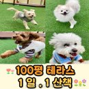신난댕 애견유치원 | 신난댕 애견유치원&amp;호텔 직접 보니 공간 구성이 또렷했어요