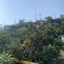 정방연로 이미지