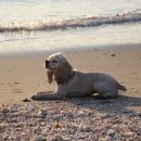 하나애견 이미지