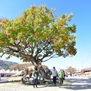 제15회 청송사과축제 이미지