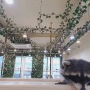 에덴미어캣프랜즈 이미지