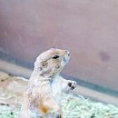 홍 순호 - Prairie Dog - 덕평공룡수목원 이미지