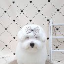 오도르봉 네이버블로그