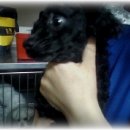 푸들사랑 이미지