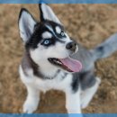 마음가득동물병원 이미지