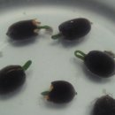 연순 Daum카페