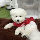 도그미용실 이미지