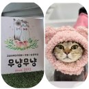 신현대약국 | 😻 부산고양이미용, [무냥무냥부산서면점] 탱글이의 두 번째 무마취미용 방문 후기!