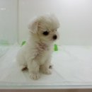 땡자애견 이미지