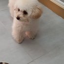 호텔스컴도그 화명점 이미지