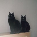 메가마트 안경원 | 뉴에버원데이 눈사랑안경 위드렌즈 촉촉한 렌즈 동래메가마트후문점