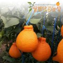 달콤농장 - 전주시 완산구 노송여울1길 5 | 달콤농장
