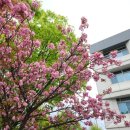 블루짱뚱어 | [260417-19] 순천&amp;광양 투어🌷🌸🌳