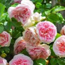 로만티카 이미지