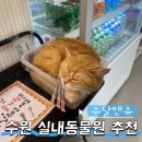 딜라이트타워 | 수원 이색데이트 추천 수달앤쥬 미니돼지 카피바라 실내동물원 후기