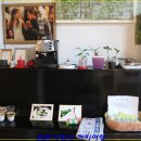 해인두밀 이미지