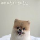 데이즈몽 애견미용샵 이미지