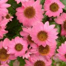 연꽃세상 이미지