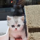 야옹아 멍멍해봐 세종점 이미지