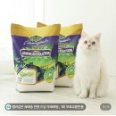 고영 모래 갈아탓서 이미지