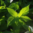 자연고려한의원 이미지