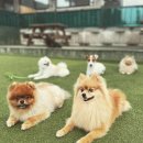 견생연구소 애오 이미지