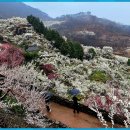 청매실농원 이미지