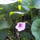 행운농장 이미지