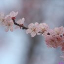 살구꽃공원 이미지