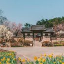 노란 봄의 속삭임: 전국 수선화 명소 BEST 3 (최신 정보 업데이트)