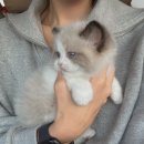 베베멍 이미지