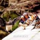 동물왕국 이미지