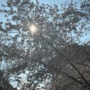 숨겨진 벚꽃 명소: 고양이와 집사의 각자 늦은 벚꽃 놀이