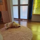 작은집 요기 이미지