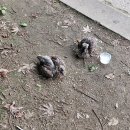 대원가축병원 | 땅에 떨어진 애기 새 구조 후기