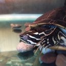 서동물병원 이미지