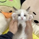 행복한집사 이미지