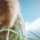 우산쓴고양이 이미지