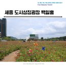 나성동 836 도시상징광장 | 세종 도시상징광장 7월 아름답게 피는 도심속 백일홍