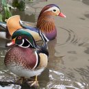 원앙파크 이미지