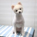 세종클래스애견미용학원
