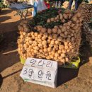 삼산농산물도매시장 | 인천 삼산농산물도매시장 다녀온 후기(영업시간 주차)